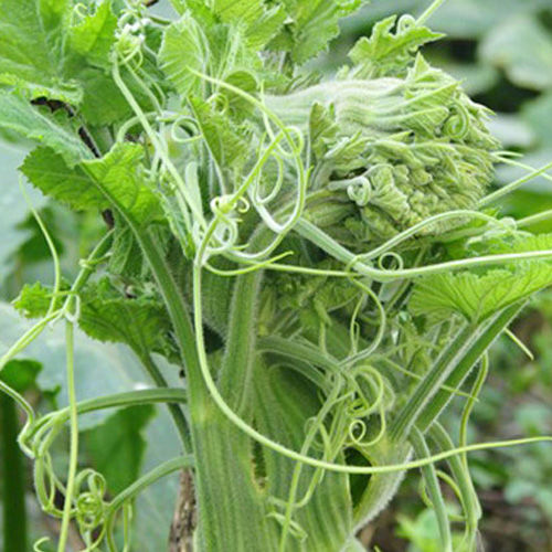 10GR_HẠT GIỐNG BÍ SIÊU NGỌN (MAU THU HOẠCH)