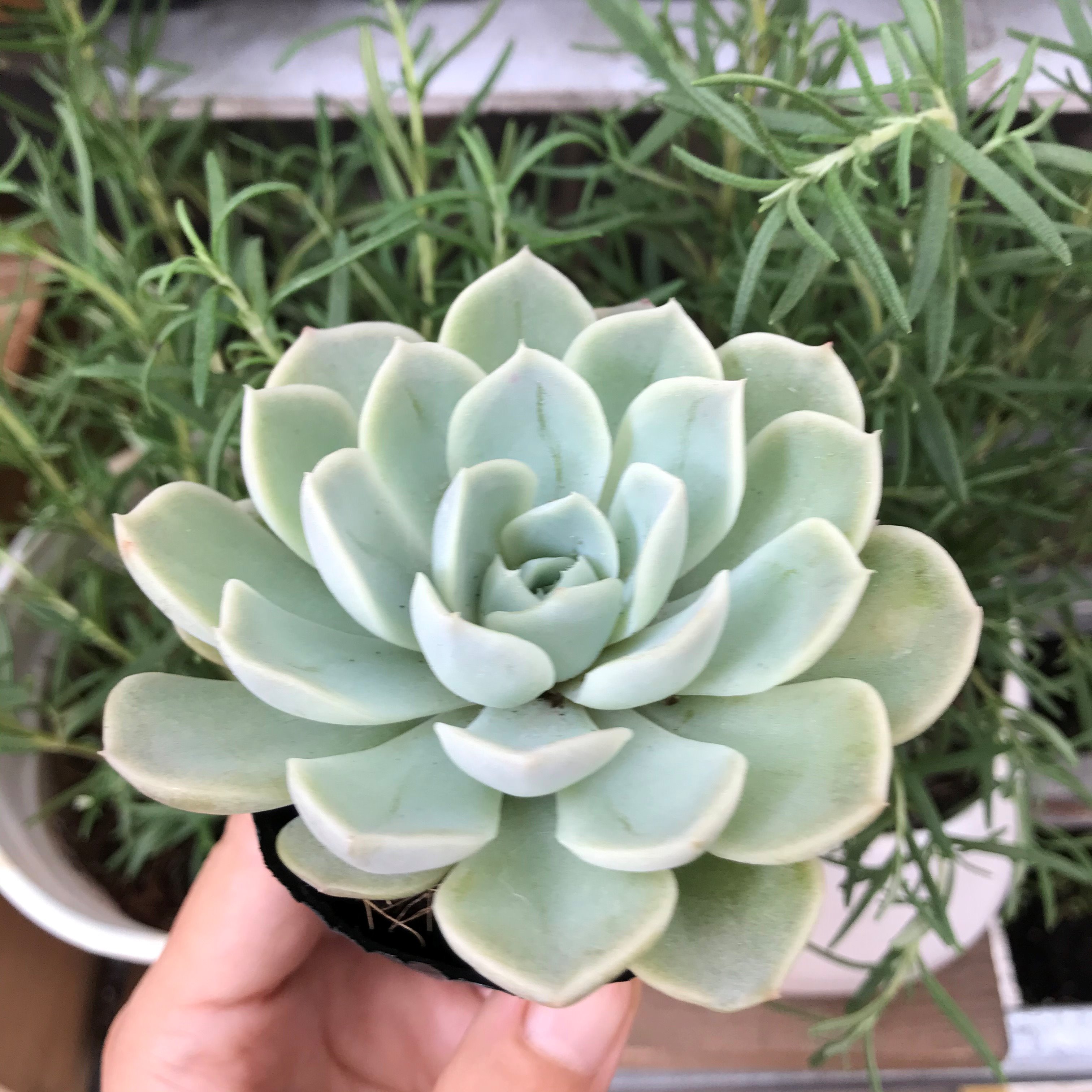 Sen đá Bé Tuyết nhỏ