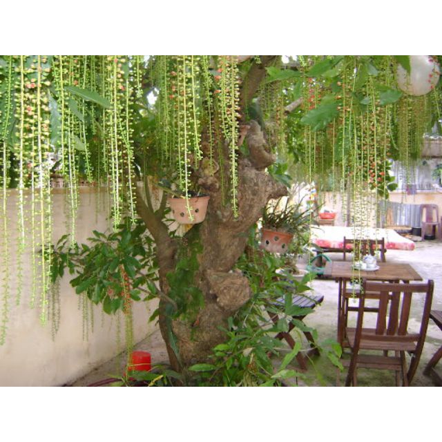 Cây lộc vừng... siêu hoa