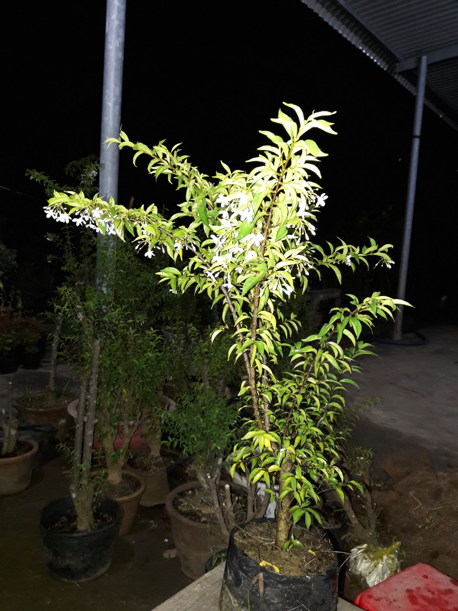 5 cây mai chiếu thủy giống