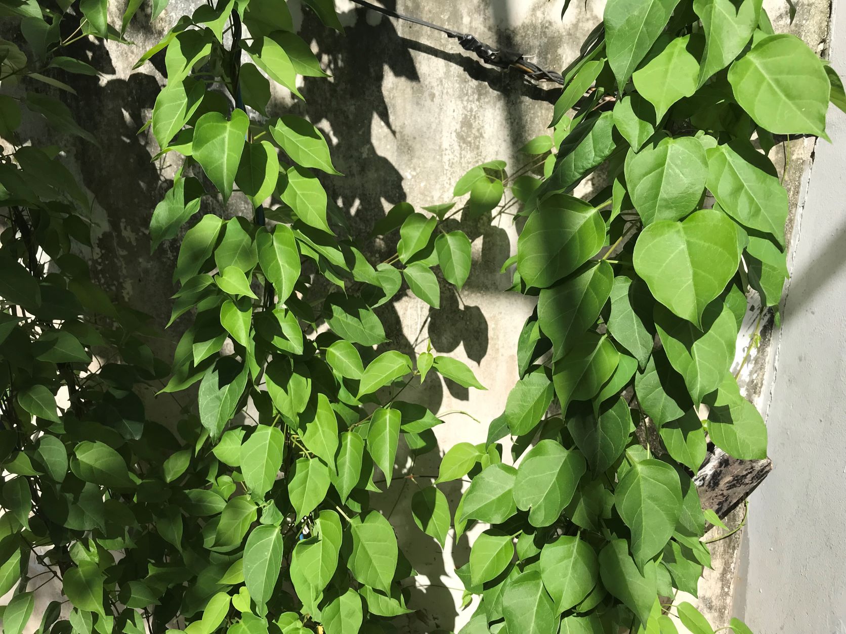 Lá giang tươi nấu canh chua