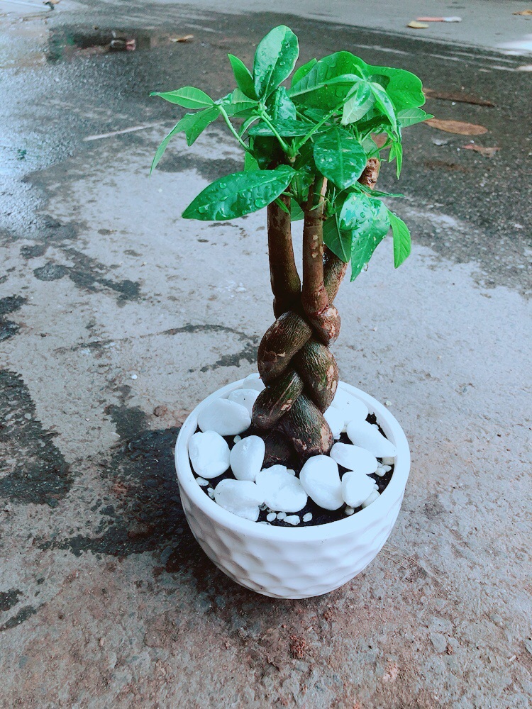 Chậu Kim Ngân Thắt Bính 3 Thân