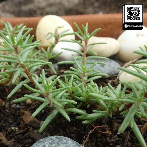 Hạt giống hoa mười giờ mix nhiều màu