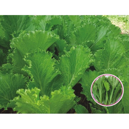 Hạt Cải Bẹ xanh Mào gà - Gói 20 gram