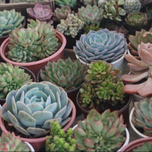 5h Hạt Giống Sen Đá Mỹ Mix Mini - TaNe Garden