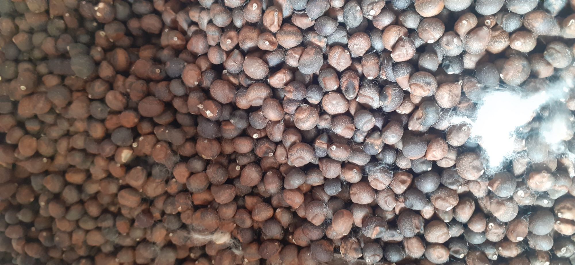 Hạt giống cây bông gòn