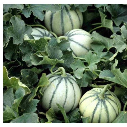 Hạt Giống Dưa Lê Sọc Honey Melon 330-1g