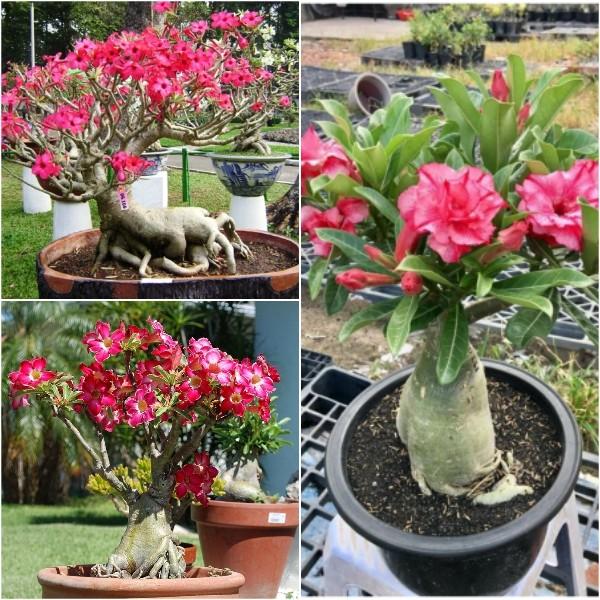 Cây Hoa sứ thái kép nhiều màu được chọn màu ( bán cHẬU CÂY SZE NHỠ )