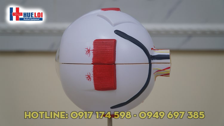 Mô hình giải phẫu mắt