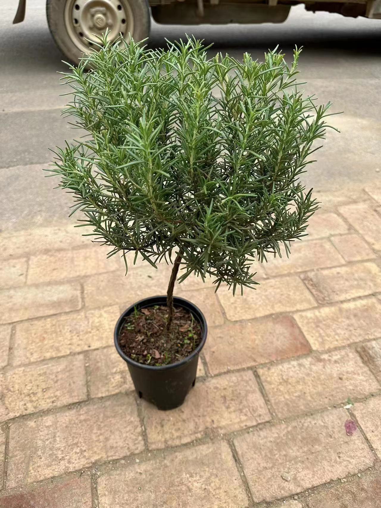 Cây hương thảo tree giá rẻ_ hàng sll