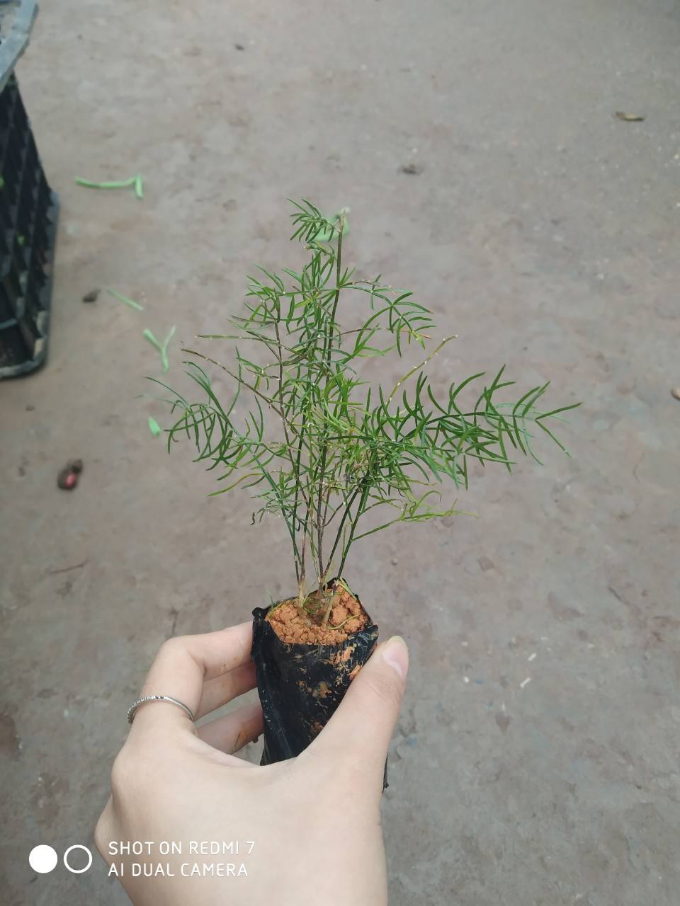 02 Cây Giống Thiên Môn Đông 25CM