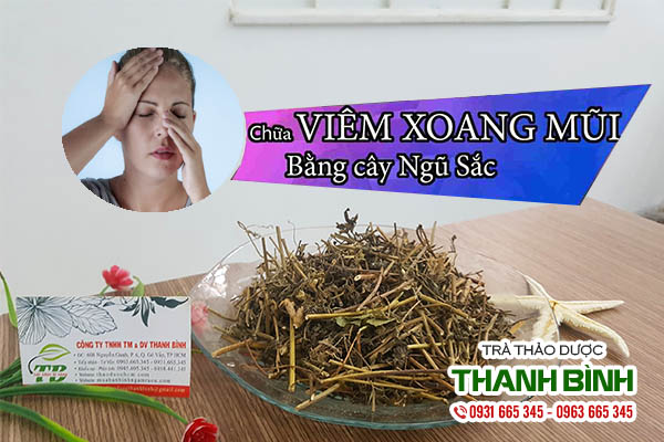 Cây Cứt Lợn ( Cây Cỏ Hôi ) Khô 1KG - Thảo Dược Thanh Bình