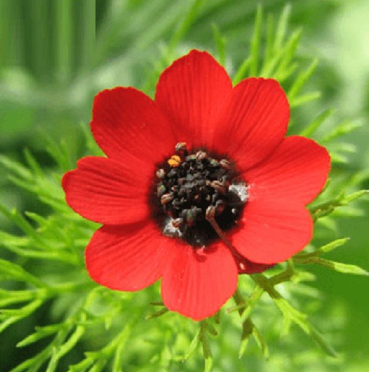 "Gói 100 "Hạt giống hoa Uyển hồng [Seeds]