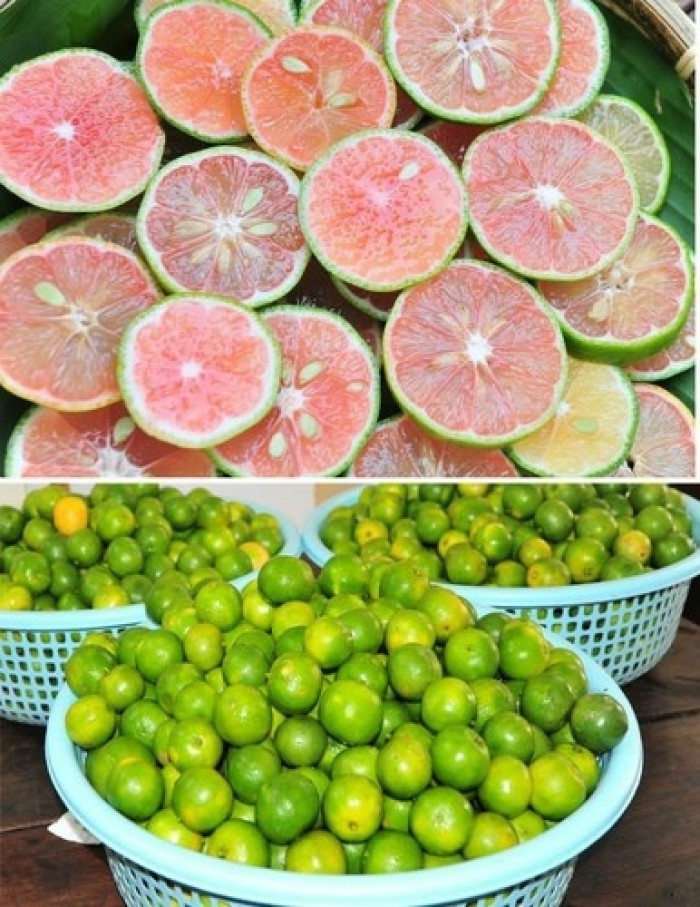 Cây giống chanh đào dòng quả sớm