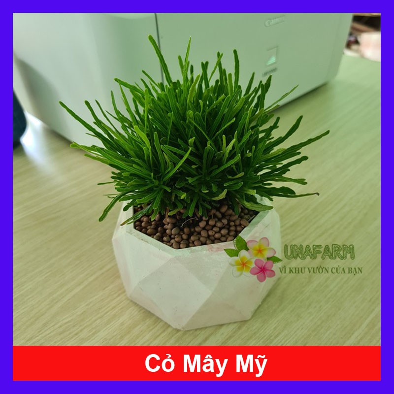 Cây cỏ mây mỹ - cây cảnh để bàn - cây cảnh mini - cây cảnh để bàn - hkpq