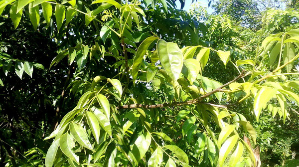 COM BO 2 Cây mắc mật
