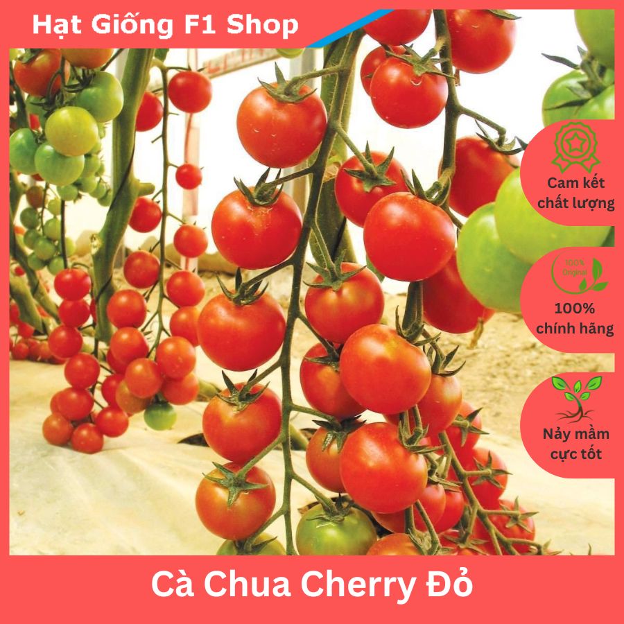 Hạt Giống Cà Chua Cherry Đỏ Lai F1 Nhiều Trái