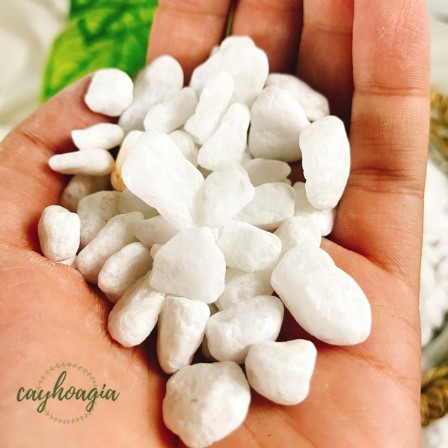 Đá Sỏi Trắng Trang Trí Cỡ Trung
