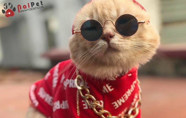 Kính Mắt Thời Trang Cho Thú Cưng PKTT001