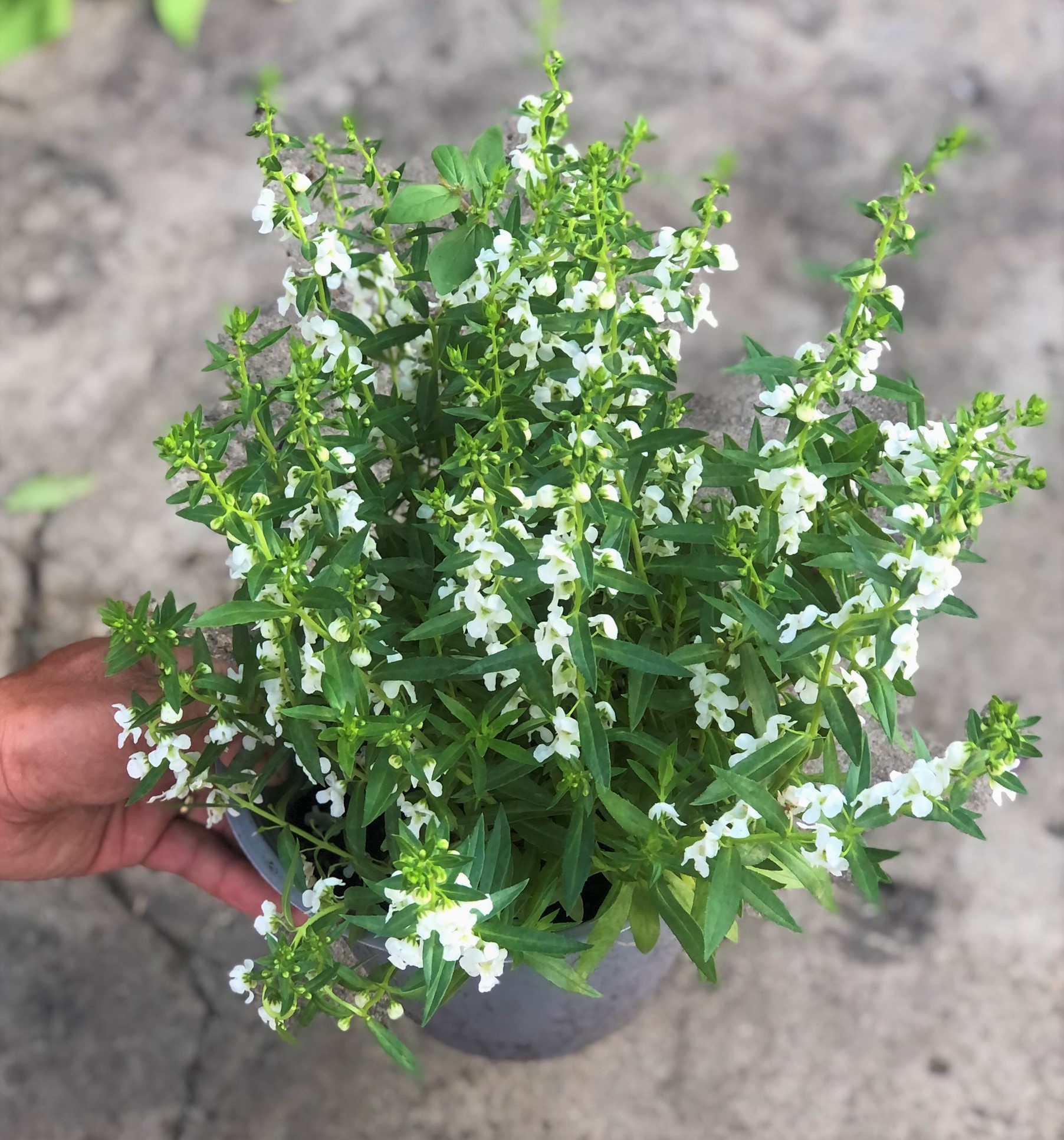 Cây Forget Me Not hoa màu trắng