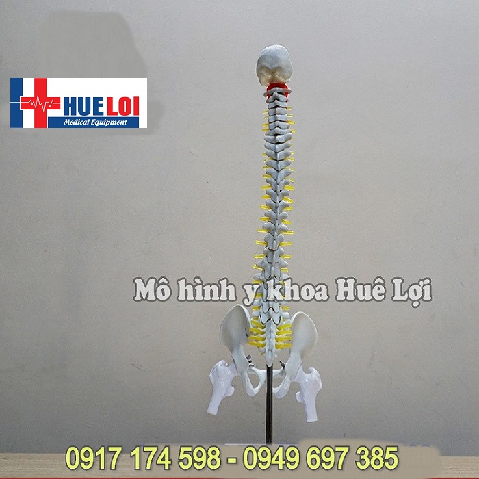 [HCM]Mô hình xương cột sống 45cm