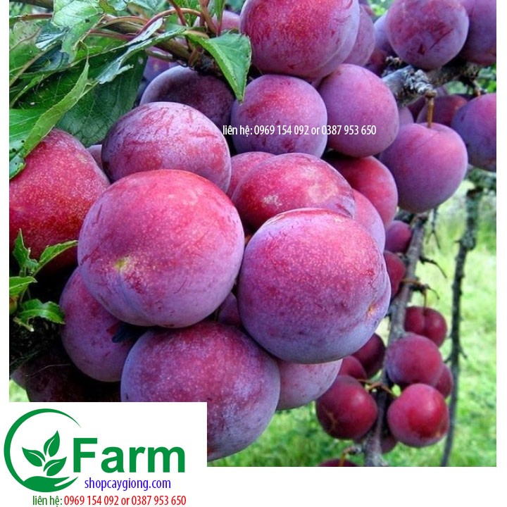 Cây giống cây mận tam hoa