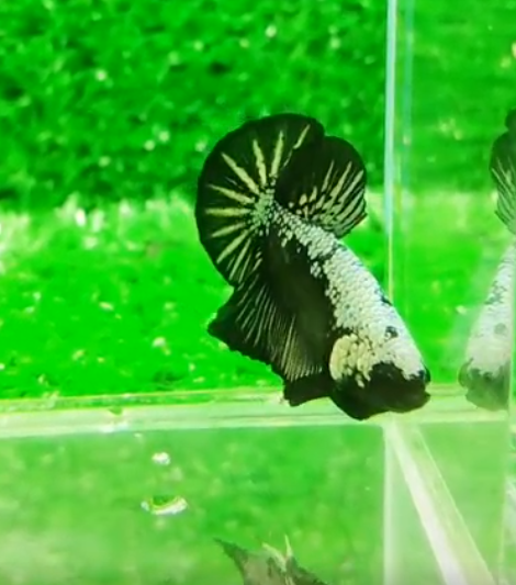 BETTA KSAMURAI ĐEN mái