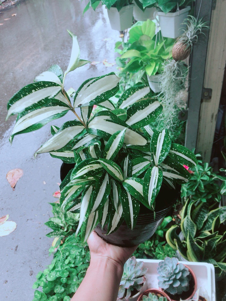 Trúc Nữ Hoàng