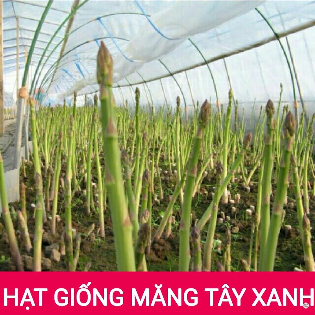 Hạt giống măng tây - gói 10 hạt