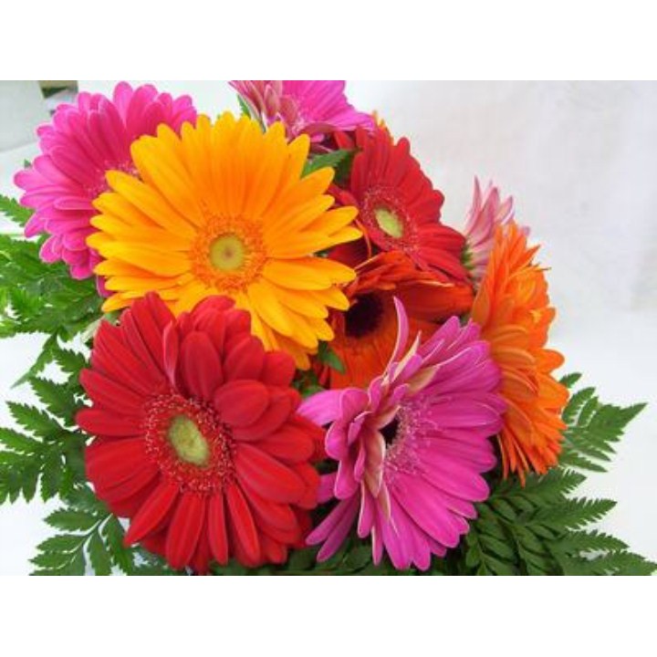 10H Hạt Giống Hoa Đồng Tiền Kép - Mix ( Gerbra )
