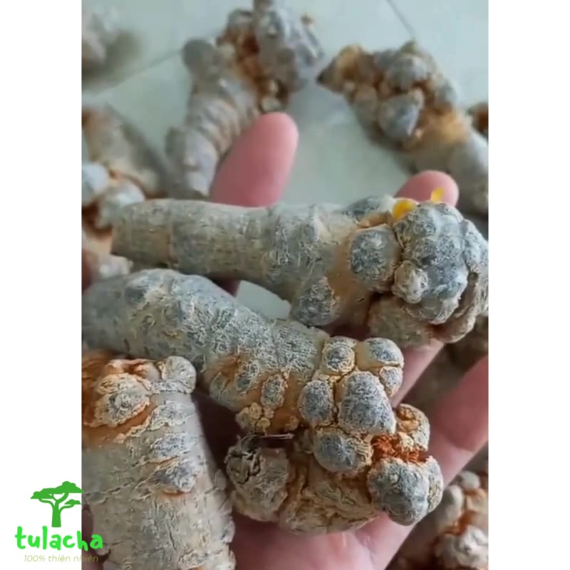 Tam thất hoang, tam thất rừng tự nhiên vùng núi cao Tây Bắc. Tam thất củ khô loại thượng hạng, cao cấp.