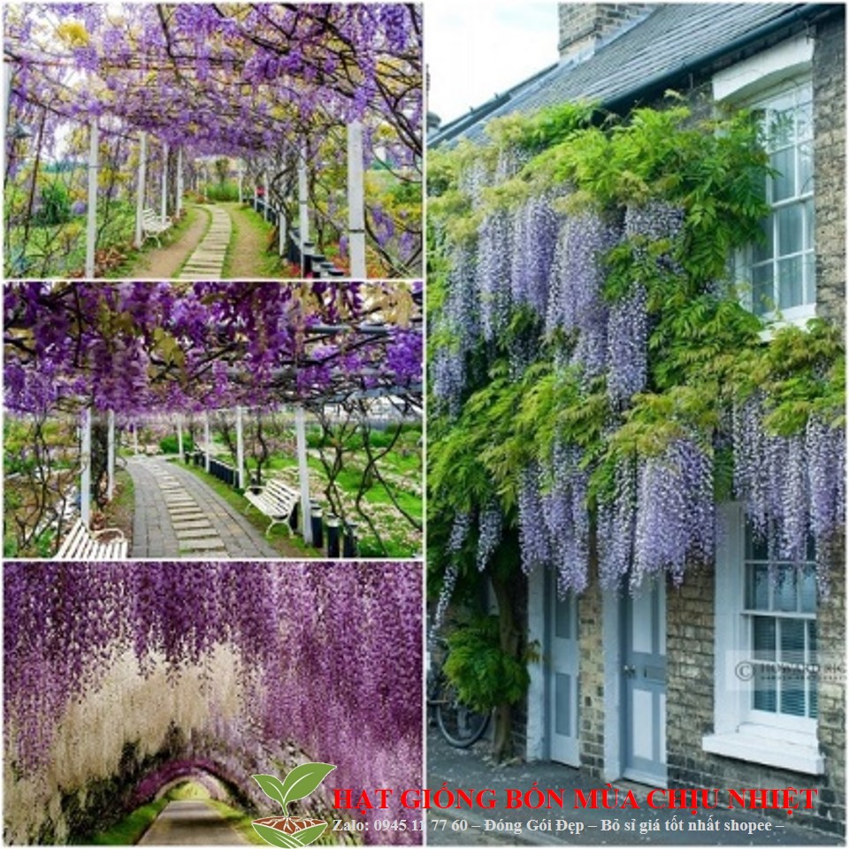 MJ234 GÓI 5 HẠT GIỐNG HOA TỬ ĐẰNG