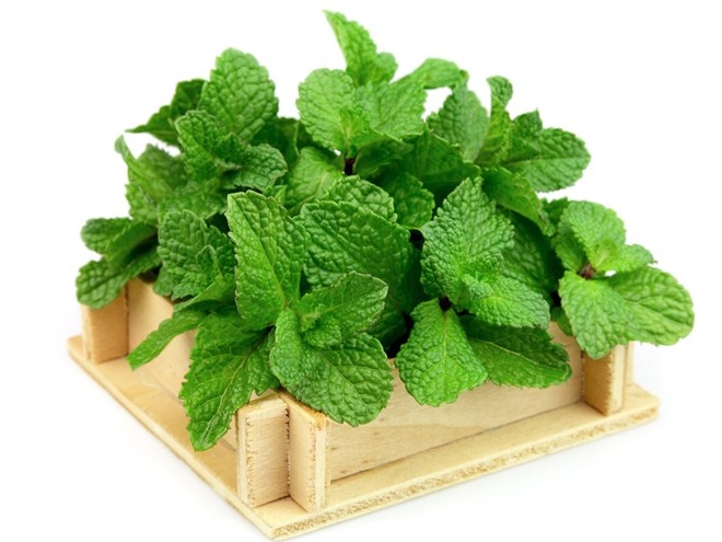 Hạt giống Cây Bạc Hà - Bạc Hà Cay Peppermint (Gói 100 Hạt) - Nông Sản Vàng