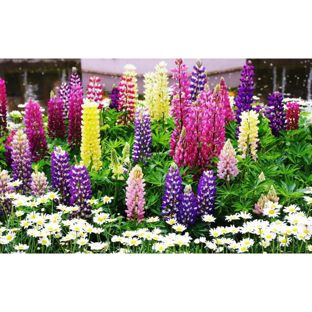 Hạt giống hoa Đậu lupin mix
