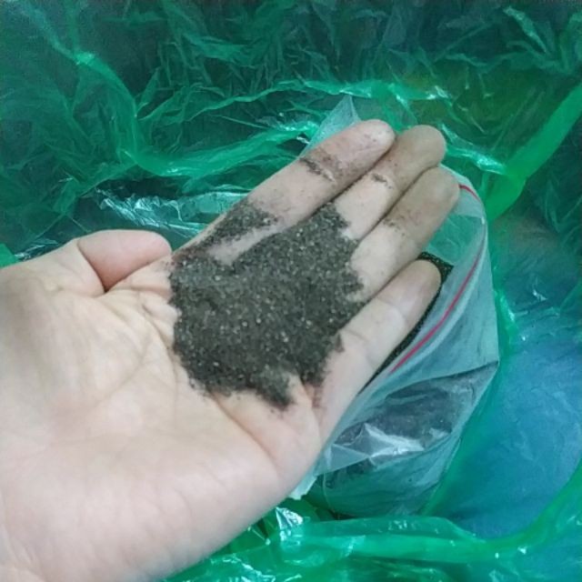 Hạt Giống Cây Nhân Trần - cây dược liệu - 200 hạt