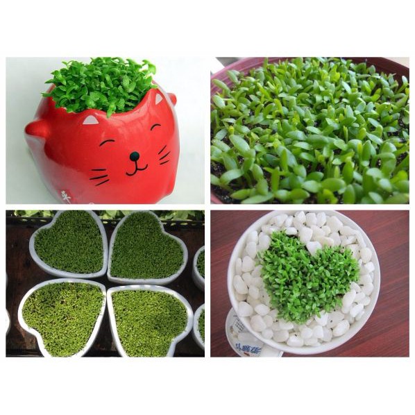 Hạt giống Cỏ May Mắn nhập Đức 100 hạt