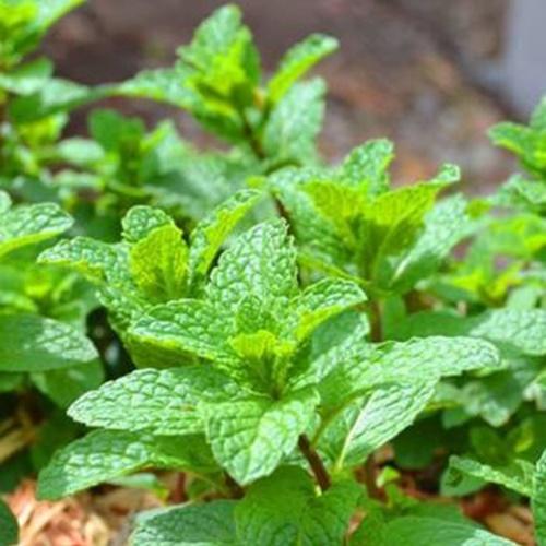 Hạt Giống Rau Húng Bạc hà F1. Túi 0.1 Gram Chất Lượng Cao - Nhiều dinh dưỡng.