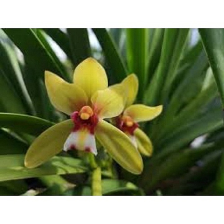 1 thân hoa lan kiếm tiên vũ mặt hoa xổ hàng rừng