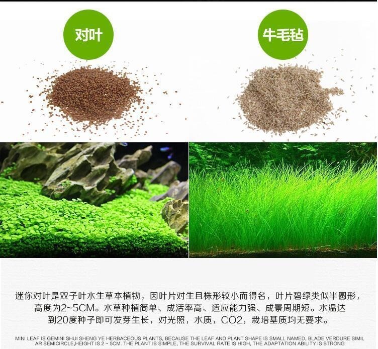 Hạt giống thủy sinh Ngưu mao chiên lùn xòe - HÀNG CÔNG TY