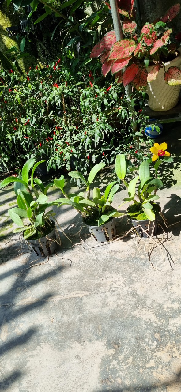 HOA LAN CATT TÚ CẦU VÀNG LƯỠI ĐỎ