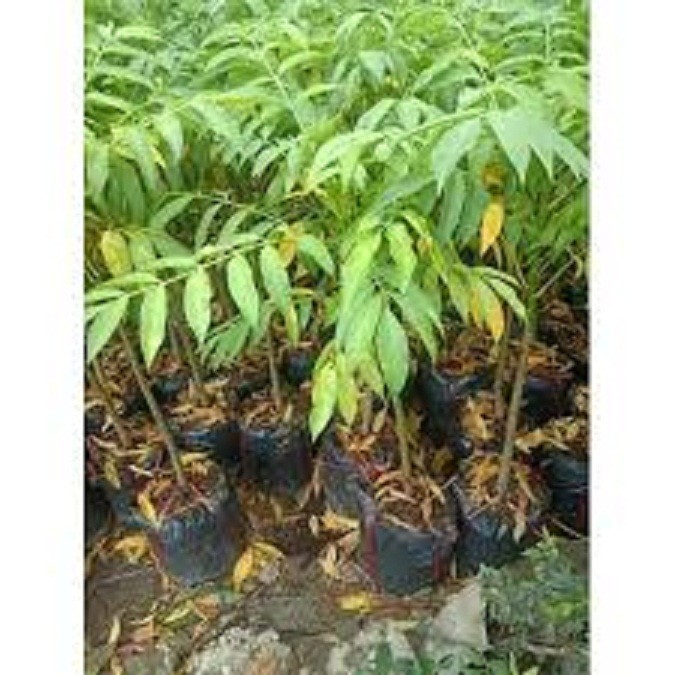 CÂY GIỐNG CÓC THÁI LÙN