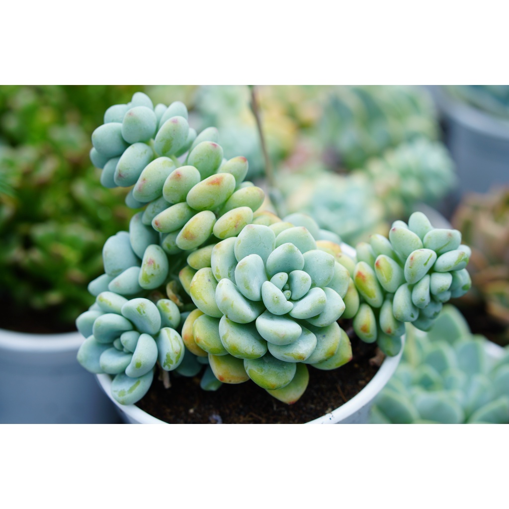 SEN ĐÁ THIÊN THANH 10cm - HƯ 1 ĐỔI 1