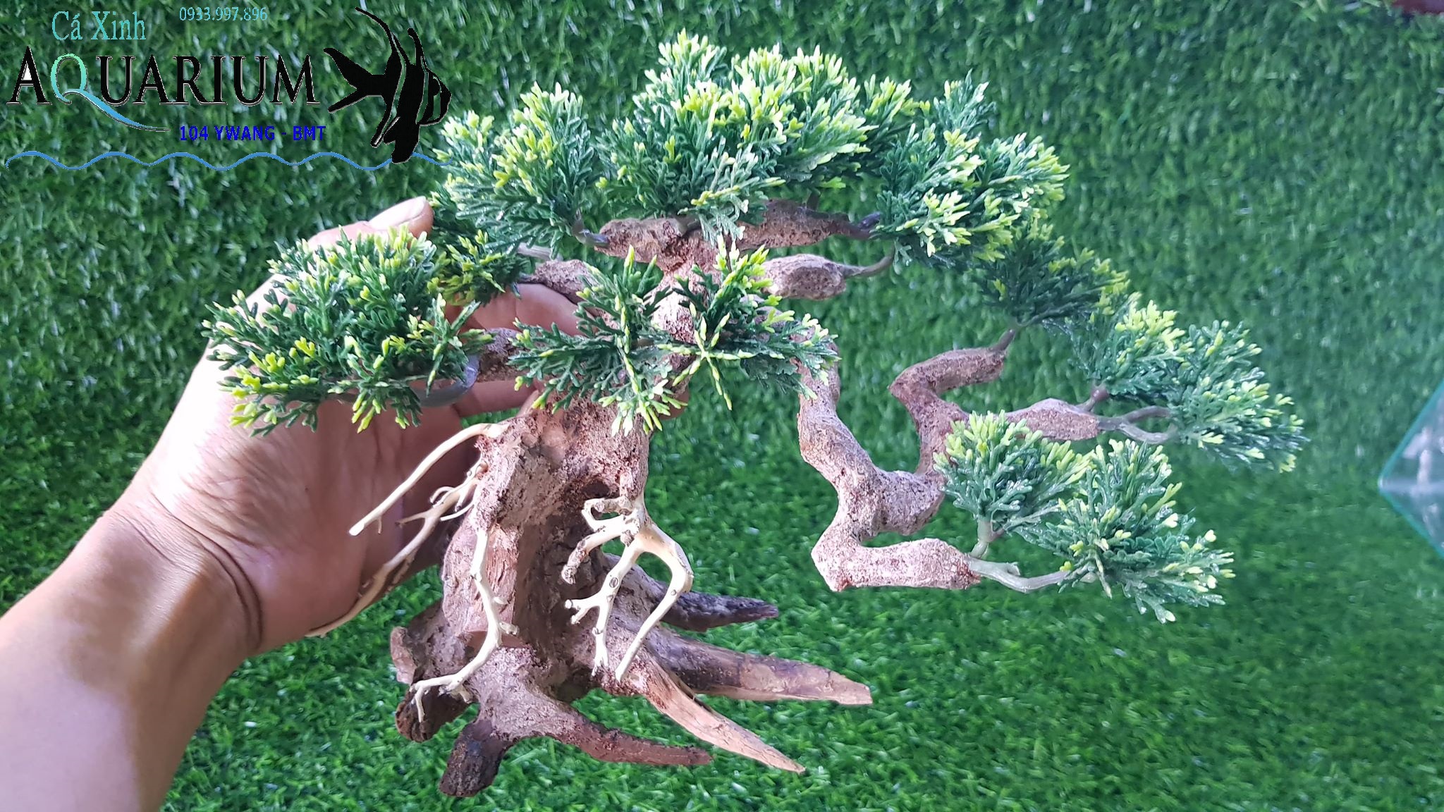 Bonsai tán tùng size nhỏ cho bể cá