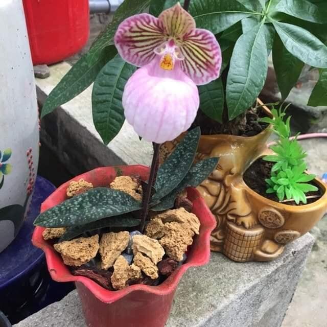 Lan hài mốc hồng- rừng tây bắc