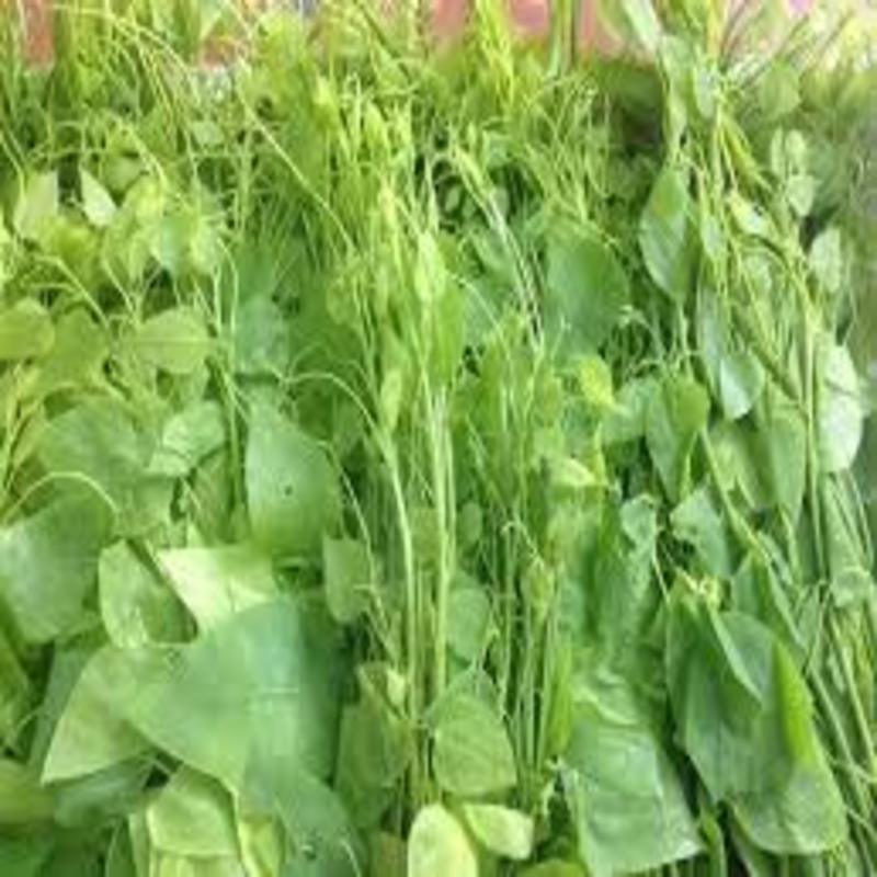 Com bo 2 cây rau bò khai giống chuẩn giá tốt