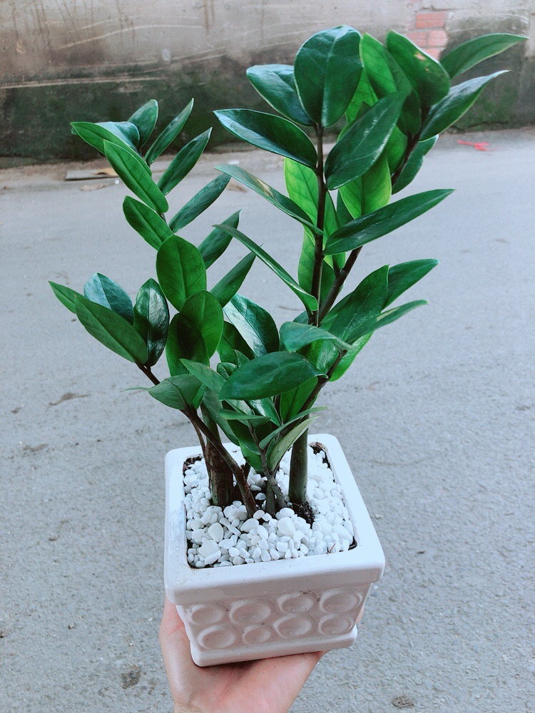 [HCM]Chậu Kim Tiền Thái