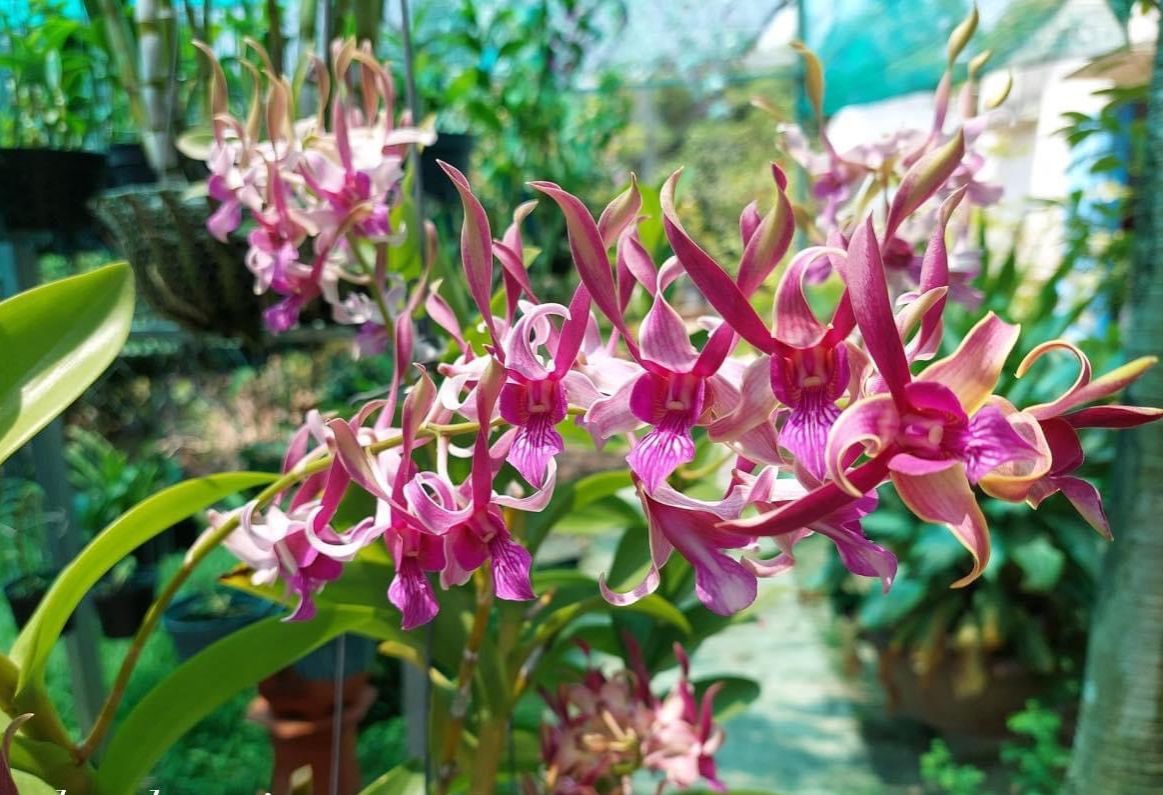 LAN DENRO THỎ ĐỎ KIÊN GIANG CÂY GIỐNG