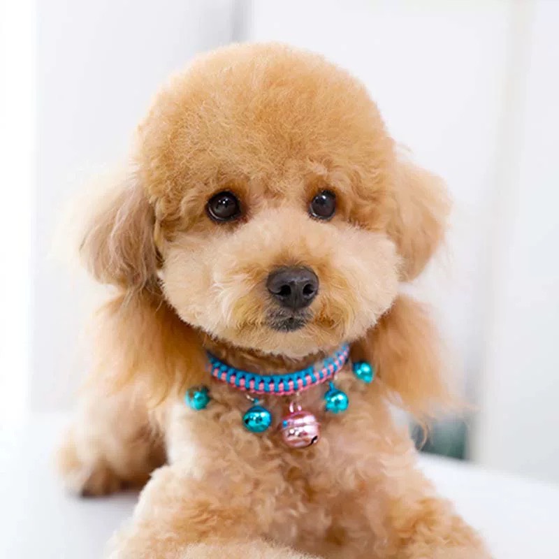 vòng cổ nhiều chuông (chuông lớn) dành cho chó mèo - T3 PETS SHOP