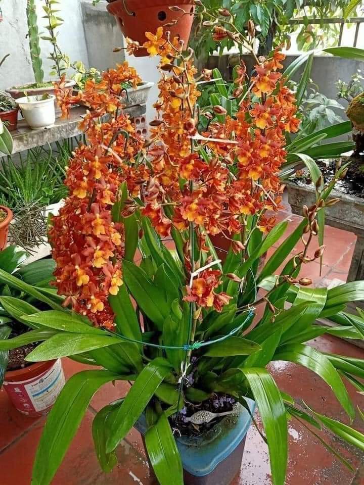 HOA LAN VŨ NỮ CAM LỬA