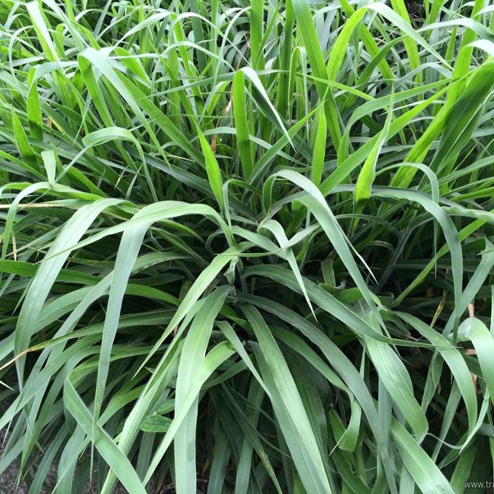 Hạt giống cỏ Ruzi gói 100gr
